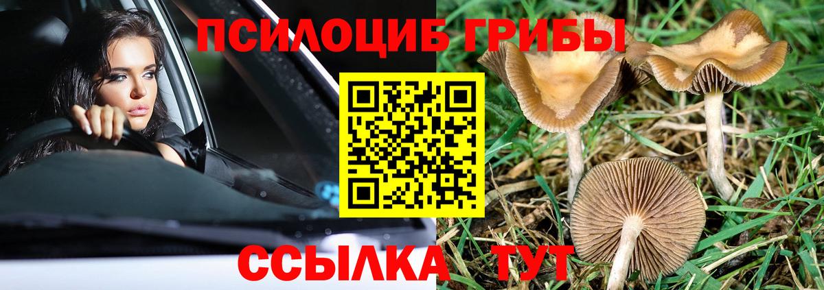 Галлюциногенные грибы Psilocybine cubensis Кызыл